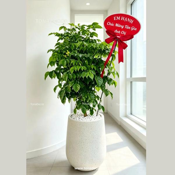 Chậu Cây Hạnh Phúc Tặng Khai Trương, Tân Gia | TonaDecor