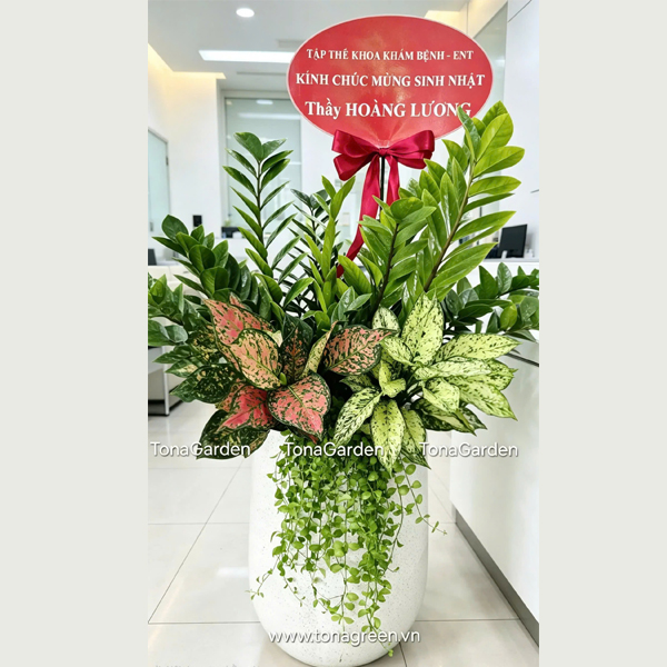[MẪU MỚI] Chậu Cây Kim Tiền Phối Mix Cao Cấp – Quà Tặng Khai Trương Hồng Phát Tinh Tế