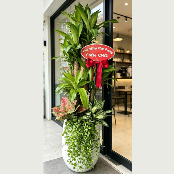 Chậu cây quà tặng khai trương phát tài khúc | TonaDecor