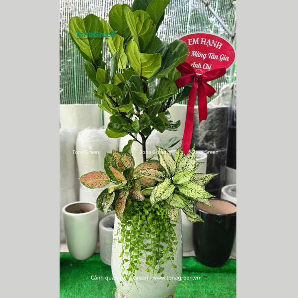 Chậu Cây Tặng Khai Trương Bàng Singapore | TonaDecor