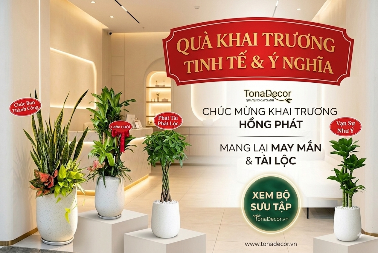 Cây Quà Tặng Khai Trương TonaDecor