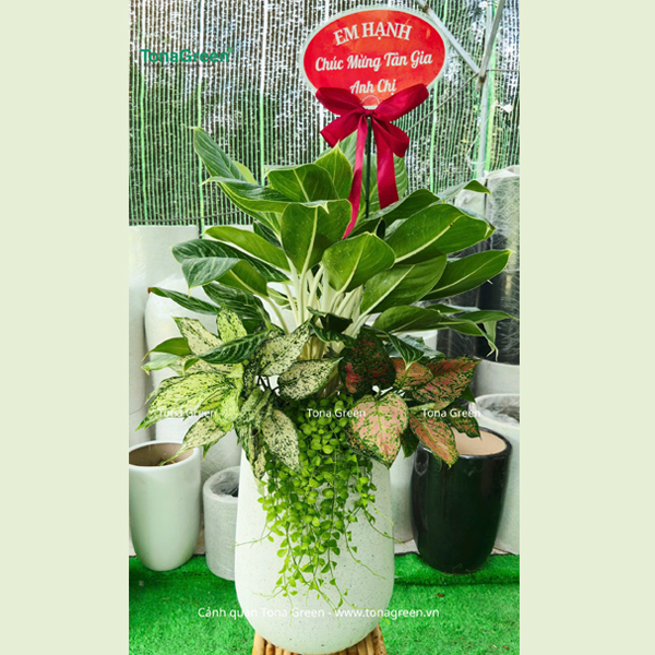 Chậu cây Bạch Mã Hoàng Tử  tặng khai trương | TonaDecor