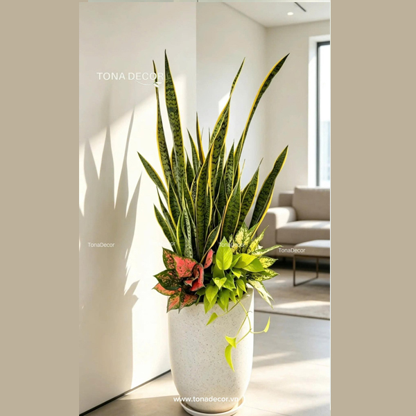 Chậu cây tặng khai trương Lưỡi Hỗ | TonaDecor
