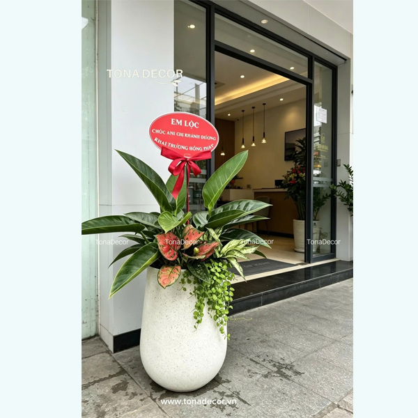 Chậu cây tặng khai trương Trầu Bà Đế Vương | TonaDecor