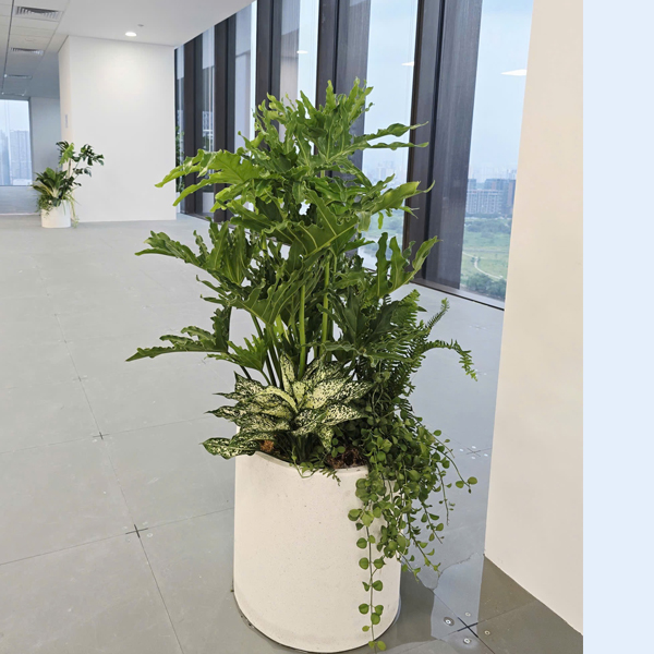 Chậu Cây Tặng Khai Trương Trầu Bà Thanh Xuân | TonaDecor