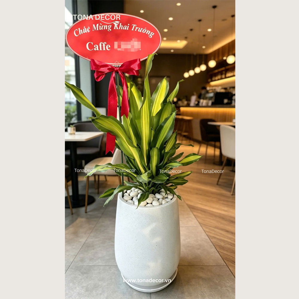 Chậu Cây Tặng Khai Trương Phát Tài Sọc Vàng | TonaDecor