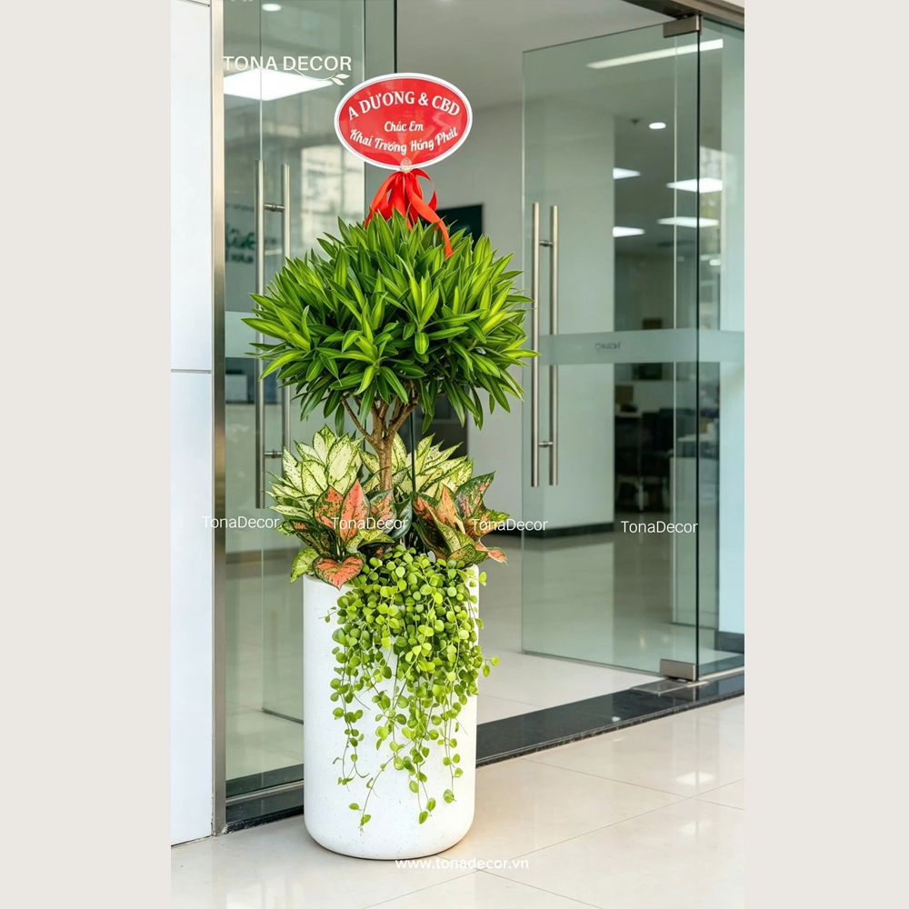 Chậu Cây Tặng Khai Trương Trúc Bách Hợp | TonaDecor