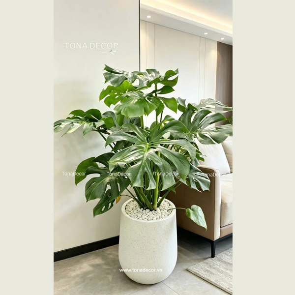Chậu cây tặng khai trương Monstera | TonaDecor